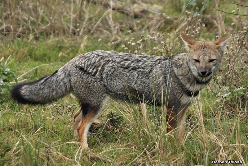Fauna Nativa das Serras Puntanas: Guia de Observação